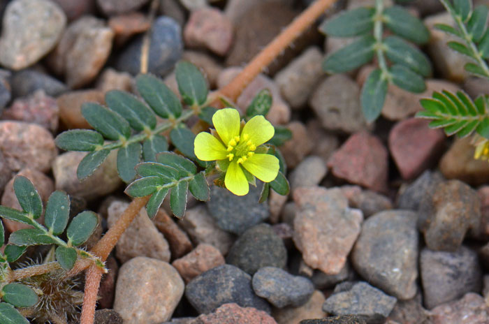 Puncturevine or Mexican Sandbur has compound leaves with 6 to 12 leaflets. This species blooms from March to October. Tribulus terrestris 